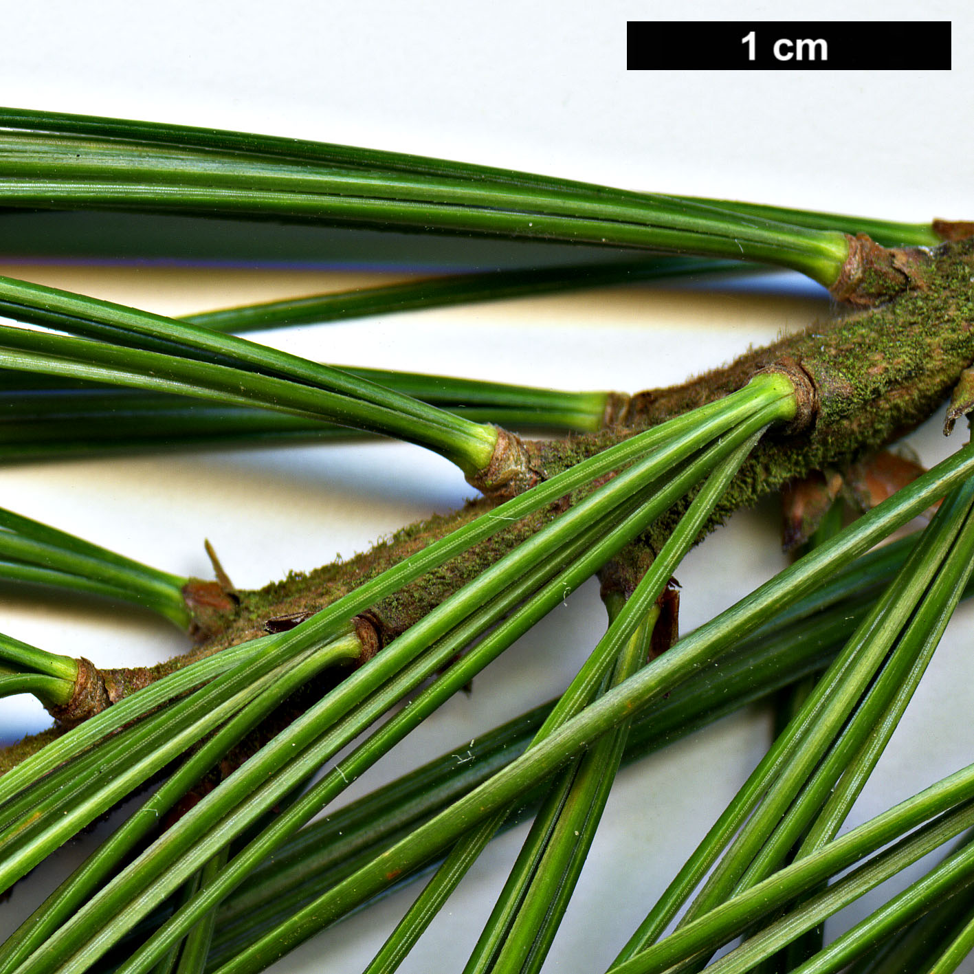 High resolution image: Family: Pinaceae - Genus: Pinus - Taxon: veitchii 